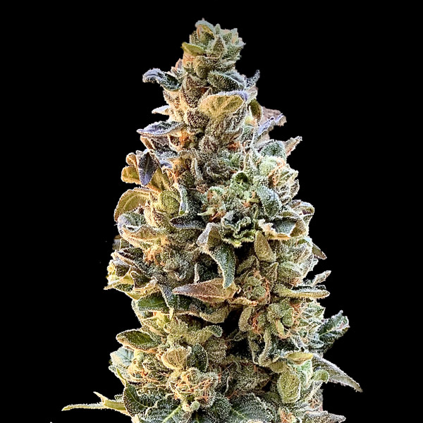 XTC-OG-3-ud-fem-Elev8-Seeds.jpg XTC OG , femmina Elev8 Seeds - immagine 1