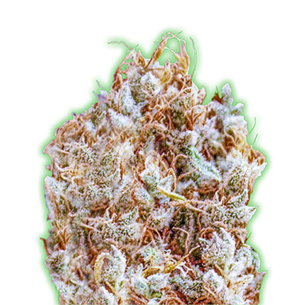 Zkitlles-3-u-fem-Monster-Genetics.jpg Zkitlles 3 donne Monster Genetics - immagine 1