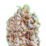 Zkittles 5 donne Monster Genetics
