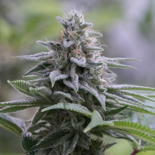 Zkittlez-20-3-ud-Silent-Seeds.jpg Zkittlez 2.0 - Silent Seeds - immagine 1