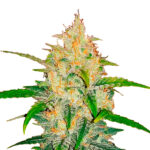 Zkittlez Auto femmina FastBuds Seeds