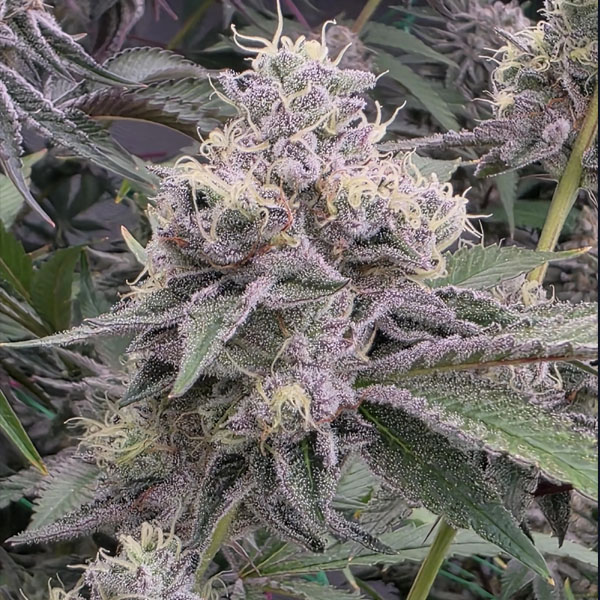 Ztrawberry-Soup-13-u-Reg-Bask-Triangle-Farms.jpg Ztrawberry Soup 13 u Reg Bask Triangle Farms - immagine 1