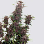 Auto Buddha Purple Kush fem. Buddha Seeds - immagine 3