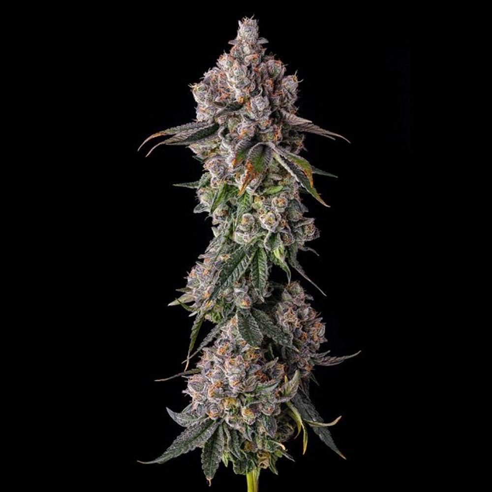 90-Proof-Grape-Gas-x-Pave-3-u-Fem-Compound-Genetics.jpg 90 Proof : Grape Gas x Pave - Fem Compound Genetics - immagine 1