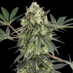 Acai Bacio fem. White Label