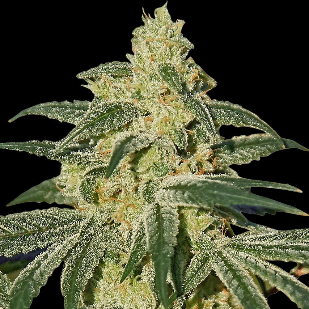 Afghan-Hash-Plant-5-u-reg-Barneys.jpg Afghan Hash Plant registrate da Barney's - immagine 1