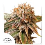 Auto Kingston Punch femmina Dutch Passion