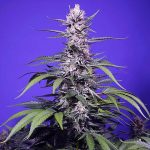Auto Permanent Marker XL posti (di cui 1 per donne) Sweet Seeds