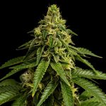 Blue Nap 3 fem. Gratefull Seeds