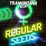 Cali Orange x Zkittlez 15 u Regolare Tramuntana Seeds