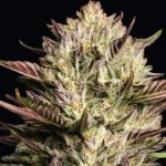 California Octane Triploid 3 donne Humboldt Seeds Company