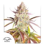 Fruit Bomb Punch fem. Dutch Passion