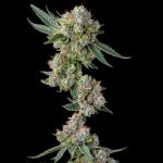 Glue31 : GG4 x Jokerz - Fem Compound Genetics