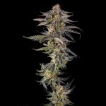 JAHrassic: JAHmagic x Black Amber - Fem Compound Genetics