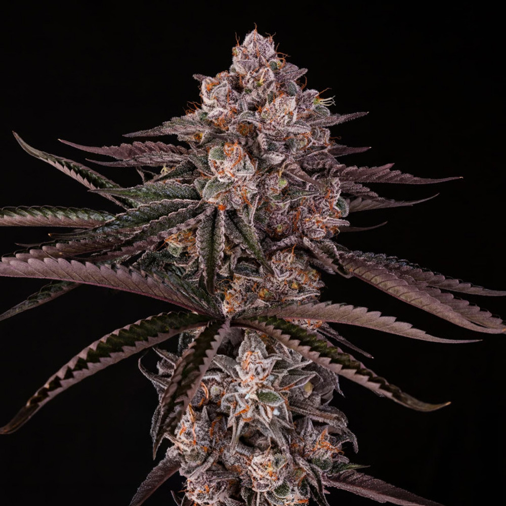 Jamaican-Sunset-3-ud-Silent-Seeds-x-Julian-Marley.jpg Jamaican Sunset Silent Seeds x Julian Marley - immagine 1
