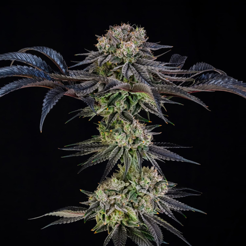 Julian-Marley-Special-3-ud-Silent-Seeds-x-Julian-Marley.jpg Julian Marley Special Silent Seeds x Julian Marley - immagine 1