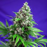 Killer Kush Fast Version u fem. Sweet Seeds