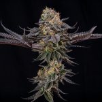 King of Kings Silent Seeds x Julian Marley