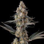 La Llorona : Devil Driver x Black Amber - Fem Compound Genetics