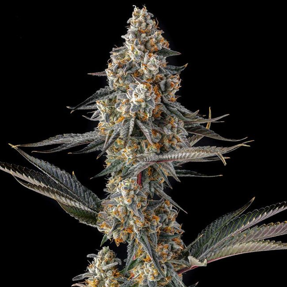 La-Llorona-Devil-Driver-x-Black-Amber-3-u-Fem-Compound-Genetics.jpg La Llorona : Devil Driver x Black Amber - Fem Compound Genetics - immagine 1
