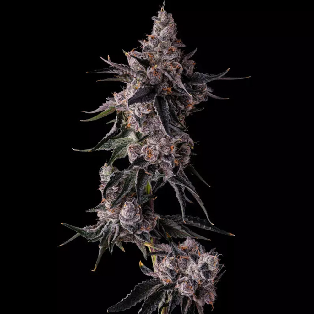 Lemon-Cherry-Pave-Lemon-Cherry-Gelato-x-Pave-3-u-Fem-Compound-Genetics.jpg Lemon Cherry Pave: Lemon Cherry Gelato x Pave - Fem Compound Genetics - immagine 1