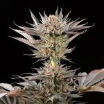 Lemon Tree 2.0 di Lemon Tree" Silent Seeds"