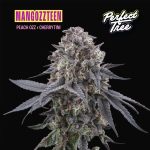 Mangozzteen donne Perfect Tree
