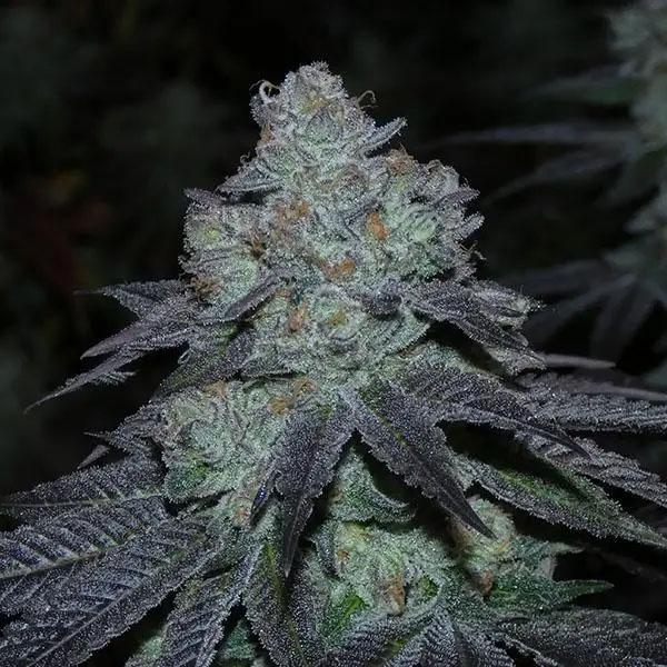 Milkybarz-13-u-Reg-Bask-Triangle-Farms.jpg Milkybarz 13 u Reg Bask Triangle Farms - immagine 1