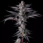 New Money : Black Amber x Eye Candy - Fem Compound Genetics