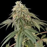 Papaya Rotolo fem. White Label