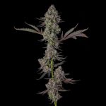 Philbo Baggins : Deadhead OG x Eye Candy - Fem Compound Genetics