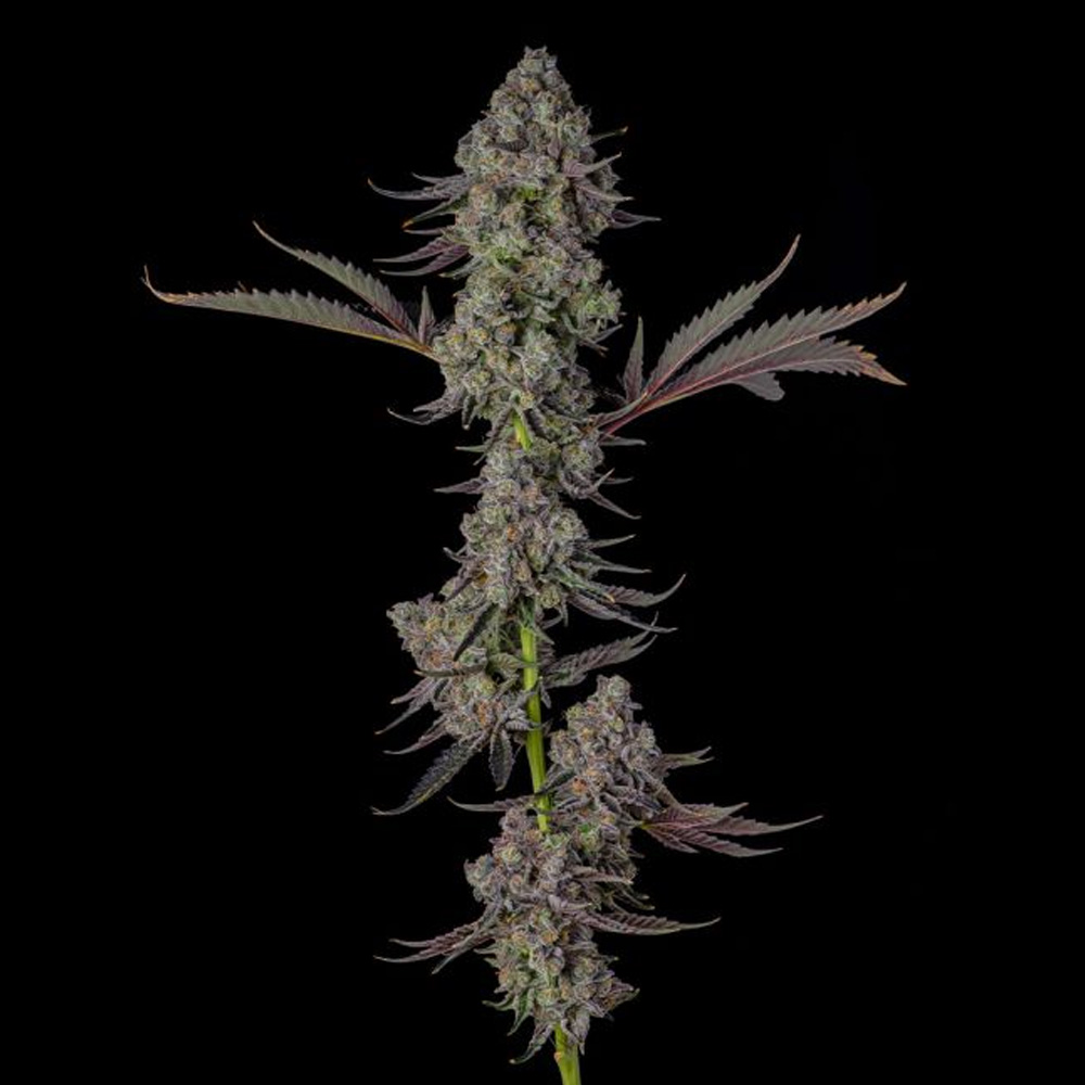 Philbo-Baggins-Deadhead-OG-x-Eye-Candy-3-u-Fem-Compound-Genetics.jpg Philbo Baggins : Deadhead OG x Eye Candy - Fem Compound Genetics - immagine 1