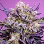 Pink Guava F1 Versione veloce u femminili Sweet Seeds