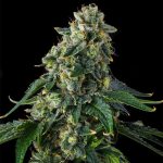 Presidential Pardon : JFK x Eye Candy - Fem Compound Genetics