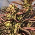 Punch & Cookies 3 donne Mamiko Seeds