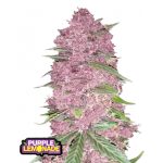 Purple Lemonade Auto RF3 - femmina FastBuds Seeds