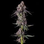 Rainbow Guave : Rainbow Guava x Pave - Fem Compound Genetics