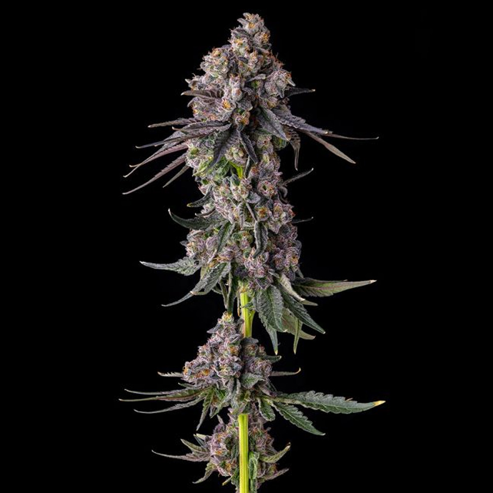 Rainbow-Guave-Rainbow-Guava-x-Pave-3-u-Fem-Compound-Genetics.jpg Rainbow Guave : Rainbow Guava x Pave - Fem Compound Genetics - immagine 1