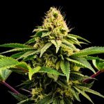 Rasjelly PamQueen femmina Gratefull Seeds