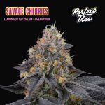 Savage Cherries donne Perfect Tree
