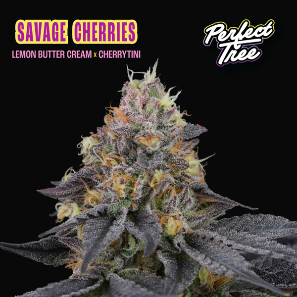 Savage-Cherries-31-u-fem-Perfect-Tree.jpg Savage Cherries donne Perfect Tree - immagine 1