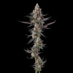 Shake Back : Apples & Bananas x Black Amber - Fem Compound Genetics