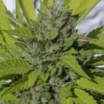 Sister Cookies 3 donne Mamiko Seeds