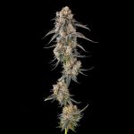 Solazo : Pinana x Black Ambers - Fem Compound Genetics