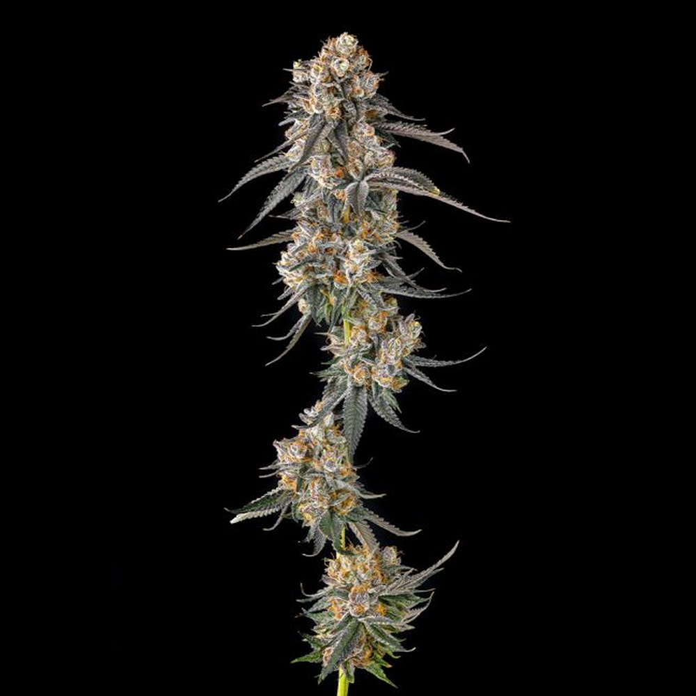Solazo-Pinana-x-Black-Ambers-3-u-Fem-Compound-Genetics.jpg Solazo : Pinana x Black Ambers - Fem Compound Genetics - immagine 1