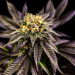 Soul Berry femmina, edizione limitata Gratefull Seeds