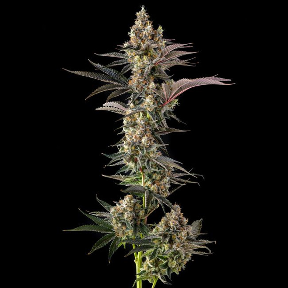 Tostones-Private-Banana-x-Black-Amber-3-u-Fem-Compound-Genetics.jpg Tostones : Private Banana x Black Amber - Fem Compound Genetics - immagine 1