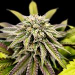 Voltus Z femmina One Shot Edition Gratefull Seeds
