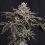 Z42 - femmina FastBuds Seeds
