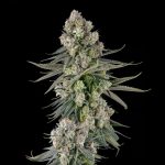 Glue Lotus : GG4 x Mellowz #8 - Fem Compound Genetics